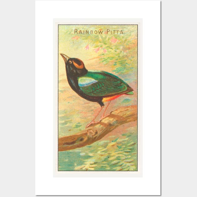 Rainbow Pitta Wall Art by WAITE-SMITH VINTAGE ART